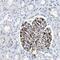 Mediator Complex Subunit 22 antibody, NBP1-87818, Novus Biologicals, Immunohistochemistry frozen image 