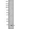 Parvalbumin antibody, abx218086, Abbexa, Western Blot image 