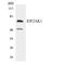 Eukaryotic Translation Initiation Factor 2 Alpha Kinase 1 antibody, LS-C291917, Lifespan Biosciences, Western Blot image 