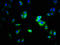Carcinoembryonic Antigen Related Cell Adhesion Molecule 1 antibody, LS-C377198, Lifespan Biosciences, Immunofluorescence image 