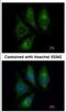 Endothelin 1 antibody, NBP1-33613, Novus Biologicals, Immunocytochemistry image 