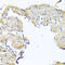 Glycosylphosphatidylinositol Specific Phospholipase D1 antibody, 22-350, ProSci, Immunohistochemistry frozen image 