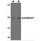 Coiled-Coil Domain Containing 47 antibody, MBS151001, MyBioSource, Western Blot image 