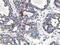 Nudix Hydrolase 18 antibody, MA5-25752, Invitrogen Antibodies, Immunohistochemistry paraffin image 