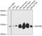 NADH:Ubiquinone Oxidoreductase Subunit B2 antibody, 19-236, ProSci, Western Blot image 