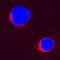Interleukin 2 antibody, AF2465, R&D Systems, Immunofluorescence image 