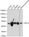 Keratin 18 antibody, 13-511, ProSci, Western Blot image 