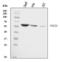 Programmed Cell Death 4 antibody, A01105, Boster Biological Technology, Western Blot image 