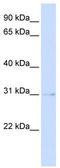 PVR Related Immunoglobulin Domain Containing antibody, TA338646, Origene, Western Blot image 