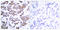Myocyte Enhancer Factor 2A antibody, LS-C117409, Lifespan Biosciences, Immunohistochemistry paraffin image 