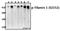 Filamin A antibody, A00502S2152, Boster Biological Technology, Western Blot image 