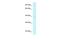 AE Binding Protein 2 antibody, PA5-69050, Invitrogen Antibodies, Western Blot image 