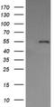 Protein Disulfide Isomerase Family A Member 3 antibody, NBP2-46362, Novus Biologicals, Western Blot image 