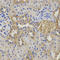 Glutathione Synthetase antibody, LS-B14854, Lifespan Biosciences, Immunohistochemistry frozen image 