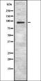 Hyperpolarization Activated Cyclic Nucleotide Gated Potassium And Sodium Channel 2 antibody, orb337459, Biorbyt, Western Blot image 