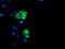 Protein Phosphatase 1 Regulatory Subunit 15A antibody, M02394, Boster Biological Technology, Immunofluorescence image 