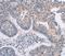 Gap Junction Protein Delta 2 antibody, orb136963, Biorbyt, Immunohistochemistry paraffin image 