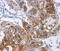 Intercellular Adhesion Molecule 1 antibody, MBS2522657, MyBioSource, Immunohistochemistry frozen image 