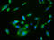 Nuclear Receptor Binding Protein 2 antibody, LS-C398384, Lifespan Biosciences, Immunofluorescence image 