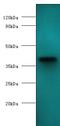 anemia virus apoptin antibody, MBS1490900, MyBioSource, Western Blot image 