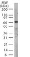 Toll Like Receptor Adaptor Molecule 1 antibody, ab13810, Abcam, Western Blot image 