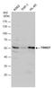 Tripartite Motif Containing 27 antibody, GTX102048, GeneTex, Western Blot image 