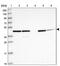 Growth Arrest Specific 8 antibody, PA5-61693, Invitrogen Antibodies, Western Blot image 