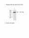 CYLD Lysine 63 Deubiquitinase antibody, 43-7700, Invitrogen Antibodies, Western Blot image 