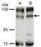 PK3CB antibody, LS-C186194, Lifespan Biosciences, Western Blot image 