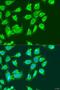 Methylcrotonoyl-CoA Carboxylase 2 antibody, LS-C750154, Lifespan Biosciences, Immunofluorescence image 