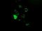 Pseudouridine Synthase 7 antibody, NBP2-03112, Novus Biologicals, Immunocytochemistry image 