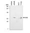 RAS Like Proto-Oncogene B antibody, LS-C38719, Lifespan Biosciences, Western Blot image 