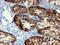 Docking Protein 7 antibody, LS-C337753, Lifespan Biosciences, Immunohistochemistry frozen image 