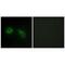 Protein Kinase C Substrate 80K-H antibody, PA5-49787, Invitrogen Antibodies, Immunofluorescence image 