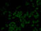 Dynamin 1 antibody, 18-861, ProSci, Immunofluorescence image 
