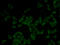 Dynamin-1 antibody, 18-861, ProSci, Immunofluorescence image 