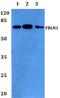 Fibulin 1 antibody, A02970, Boster Biological Technology, Western Blot image 