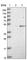 Basic Leucine Zipper Nuclear Factor 1 antibody, HPA025703, Atlas Antibodies, Western Blot image 