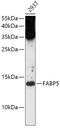 FABP5 antibody, 13-330, ProSci, Western Blot image 