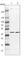 DEP Domain Containing MTOR Interacting Protein antibody, HPA023938, Atlas Antibodies, Western Blot image 