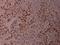 Activating Transcription Factor 2 antibody, A00916T71, Boster Biological Technology, Immunohistochemistry frozen image 