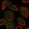 RNA Binding Fox-1 Homolog 3 antibody, NBP1-89821, Novus Biologicals, Immunofluorescence image 