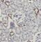 MAF BZIP Transcription Factor antibody, FNab04929, FineTest, Immunohistochemistry paraffin image 