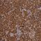 RIO Kinase 3 antibody, PA5-51615, Invitrogen Antibodies, Immunohistochemistry frozen image 