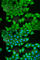 Prostaglandin E Synthase 3 antibody, A5325, ABclonal Technology, Immunofluorescence image 