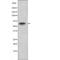 P21 (RAC1) Activated Kinase 4 antibody, PA5-64495, Invitrogen Antibodies, Western Blot image 