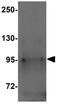 NLR Family Pyrin Domain Containing 12 antibody, GTX31418, GeneTex, Western Blot image 