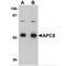 Cell Division Cycle 23 antibody, MBS150979, MyBioSource, Western Blot image 