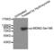 MDM2 Proto-Oncogene antibody, abx000146, Abbexa, Western Blot image 