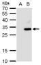 Autophagy Related 10 antibody, GTX129097, GeneTex, Western Blot image 